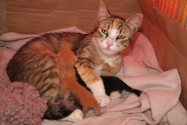 GreekSTRAYS - Dina and her Babies - May 2014